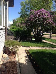 Edmonton 1 bedroom Basement for rent. Property photo: 276050-2