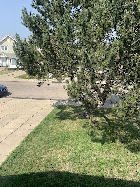 Edmonton 2 bedrooms Main Floor for rent. Property photo: 283673-3