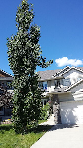 Calgary 3 + Den bedrooms House for rent. Property photo: 575007-2