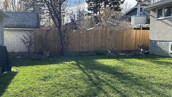 Okotoks 2 + Den bedrooms Basement for rent. Property photo: 595037-3