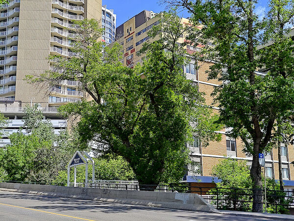 Edmonton 1 bedrooms Apartment for rent. Property photo: 640446-3