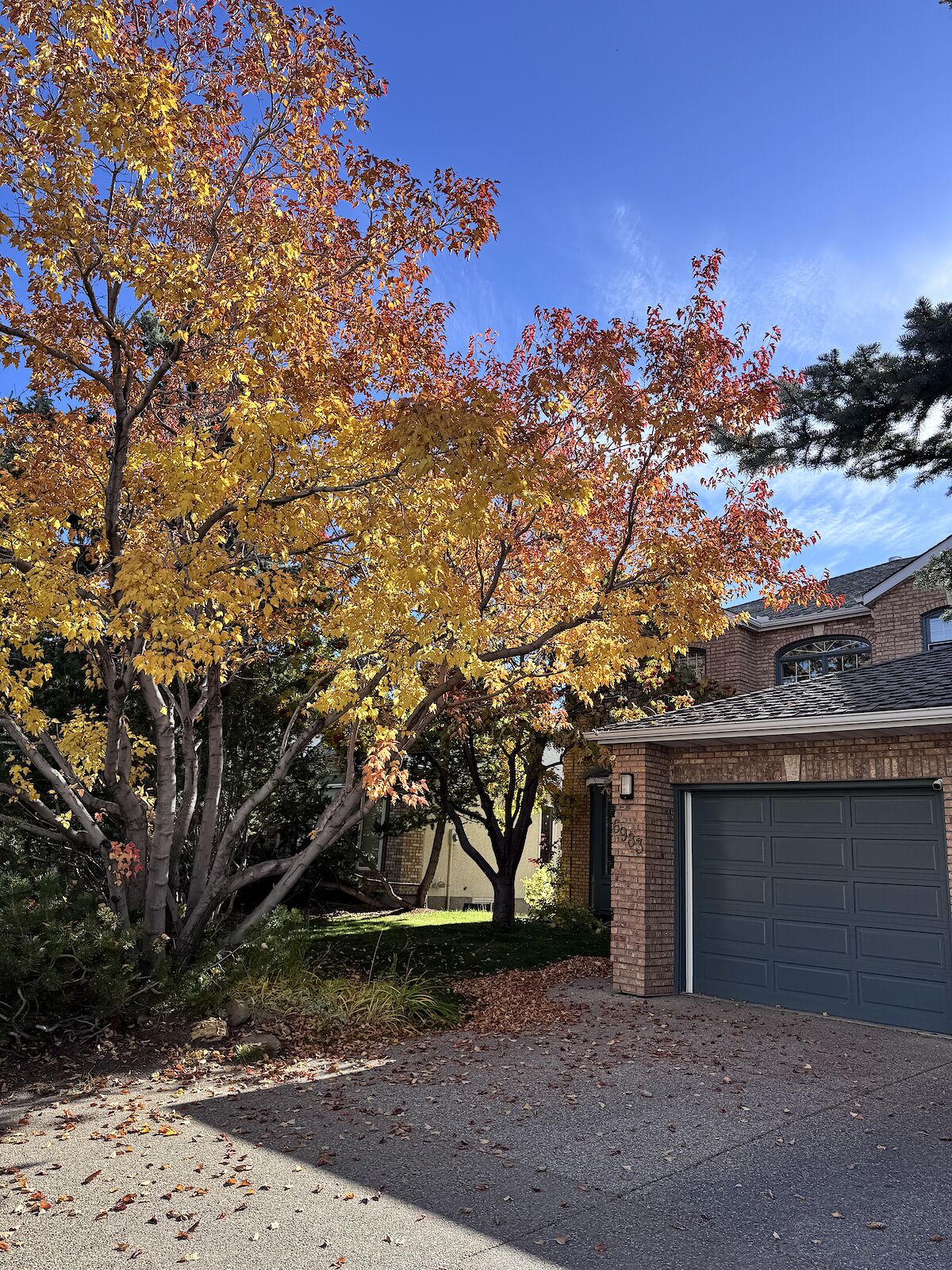 Calgary 3 + Den bedrooms House for rent. Property photo: 643200-1