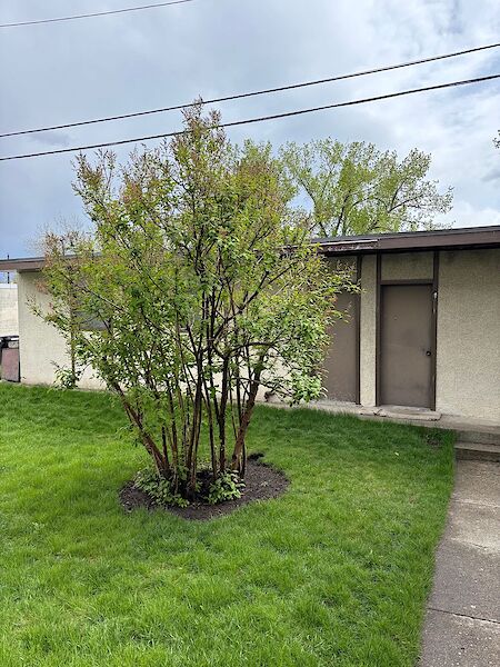 Calgary 1 bedroom Other for rent. Property photo: 684619-3